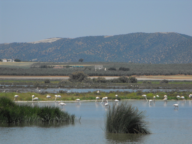 Beleef de wilde flamingo in haar natuurlijke leefomgeving: het grootste natuurlijke meer van Spanje bevindt zich in de provincie Malaga