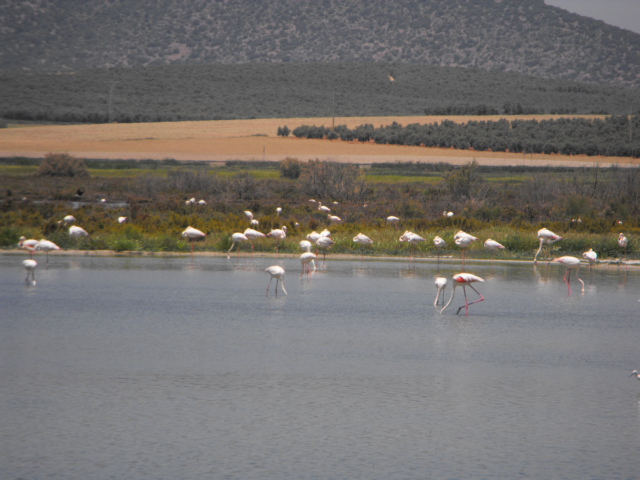 Flamingo's in hun natuurlijke leefomgeving bij Laguna Fuente de Piedra