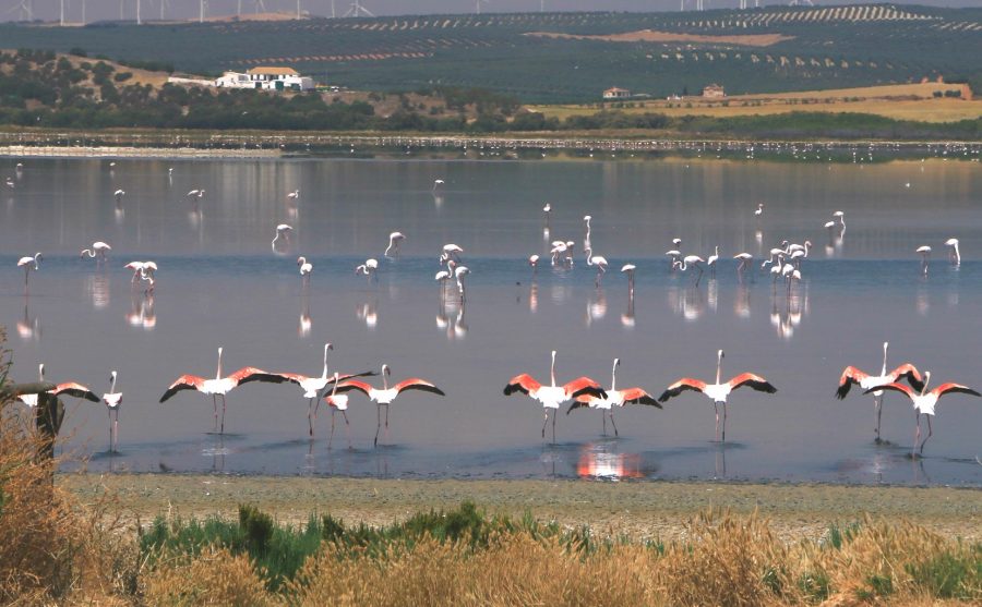 Flamingoes in Laguna Fuente de Piedra, Andalusië