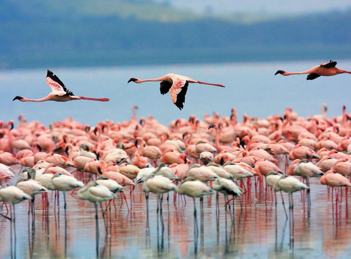 Wilde flamingo in haar natuurlijke leefomgeving, provincie Malaga