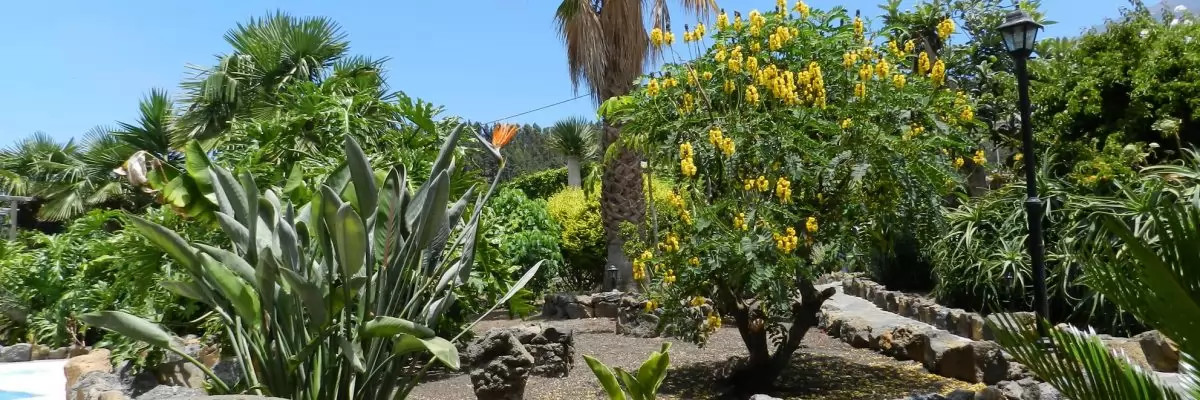 Canarische Eilanden Tenerife Icod de los Vinos 18671