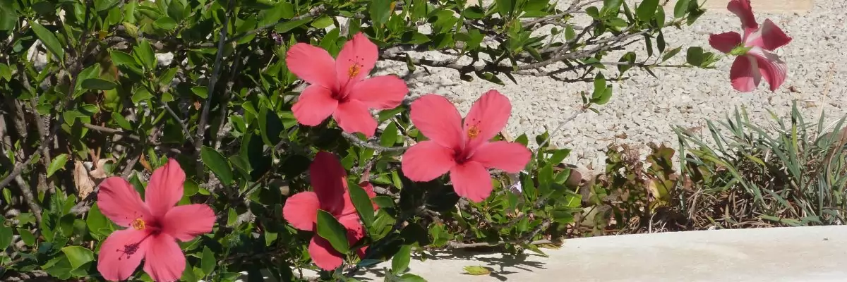 Mooi landelijk huisje met prive zwembad nabij Tavira en Faro